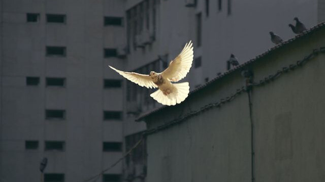 Eine weiße Taube fliegt in einer Stadt