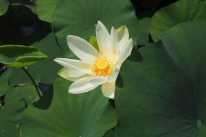 Eine weiße, blühende Lotosblume