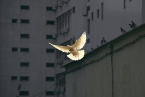Eine helle Taube fliegt durch die Stadt.